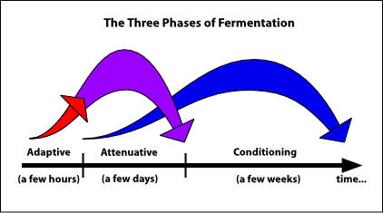 Brassin - Premier brassin en cours (et beaucoup d'émotion) 1_8_2_RedefiningFermentation1