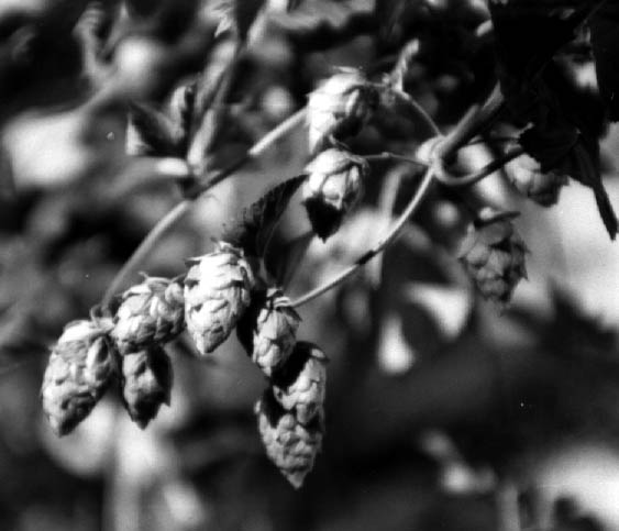 Fichier:1 5 3 Hop types1.jpg