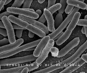 Escherichia Coli, sur WikiPedia