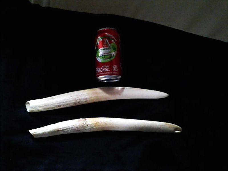 Fichier:Tuskhandles-2625-full.jpg